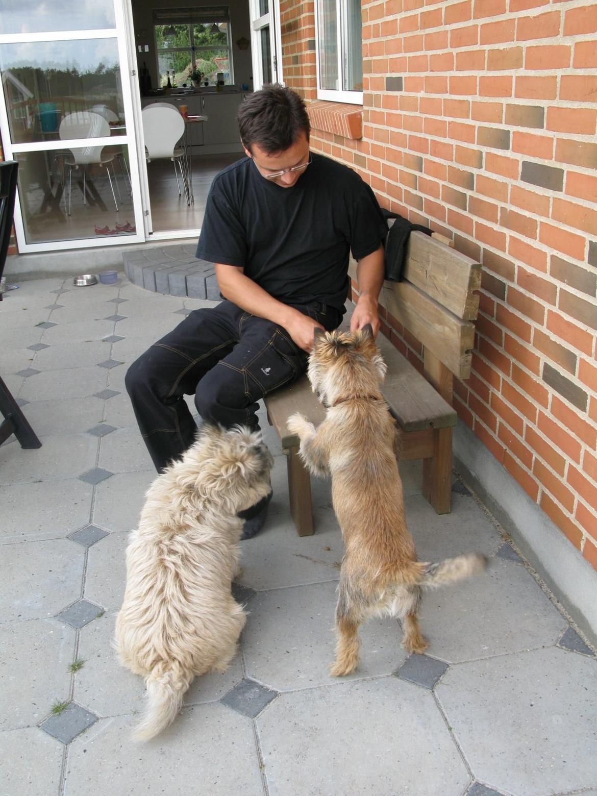 Cairn terrier Buster - Det er min!!! billede 14