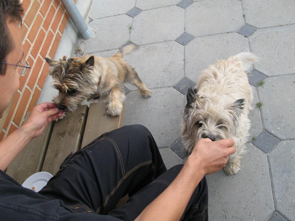 Cairn terrier Buster billede 15