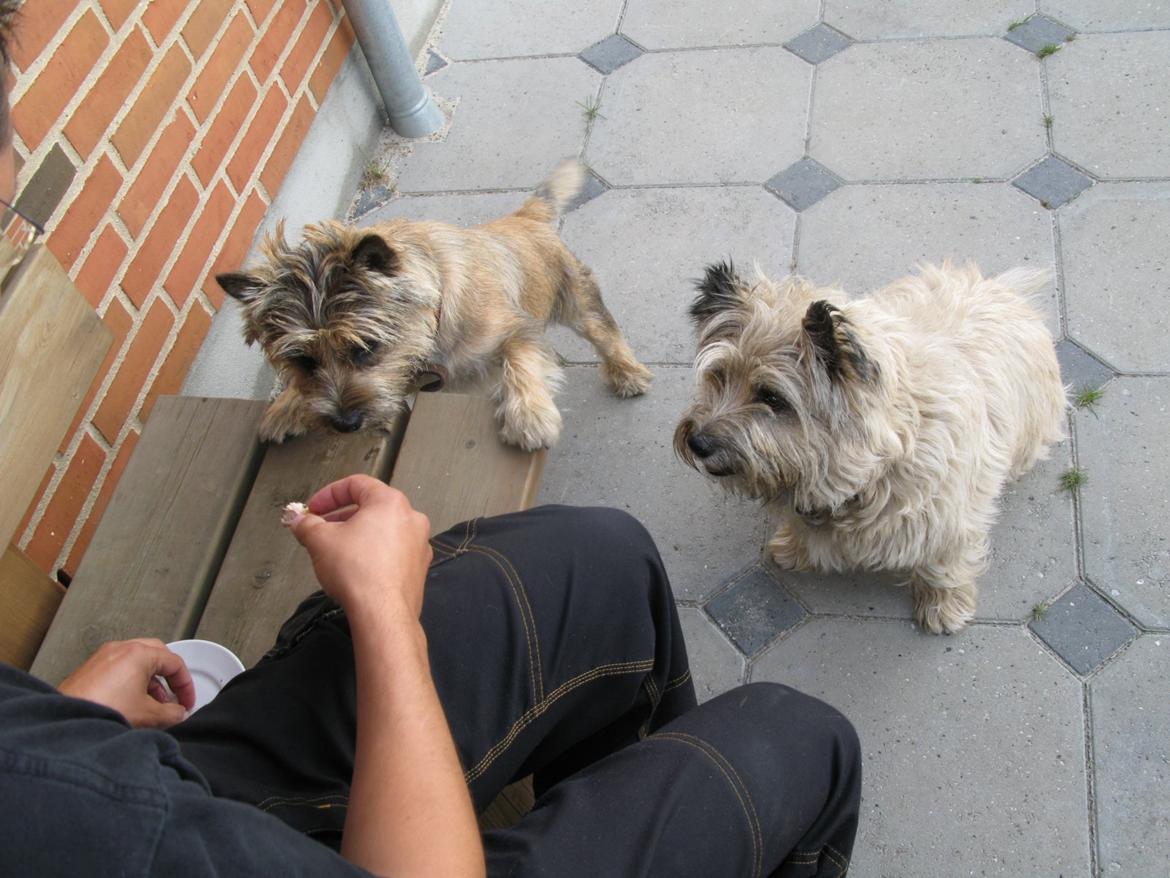 Cairn terrier Buster billede 16