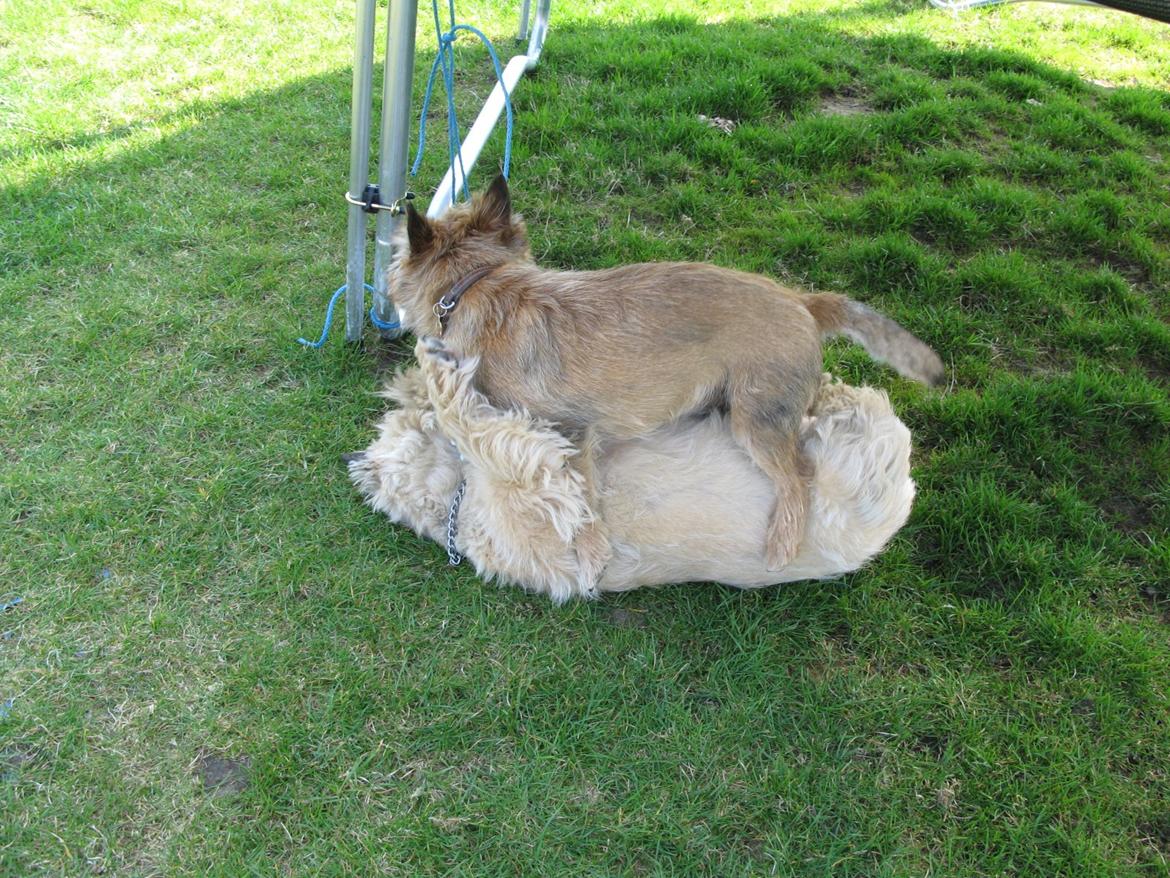 Cairn terrier Buster billede 17