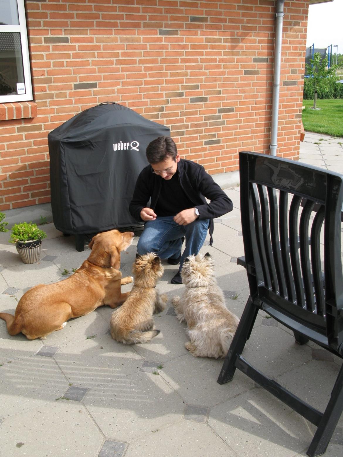 Cairn terrier Buster billede 19