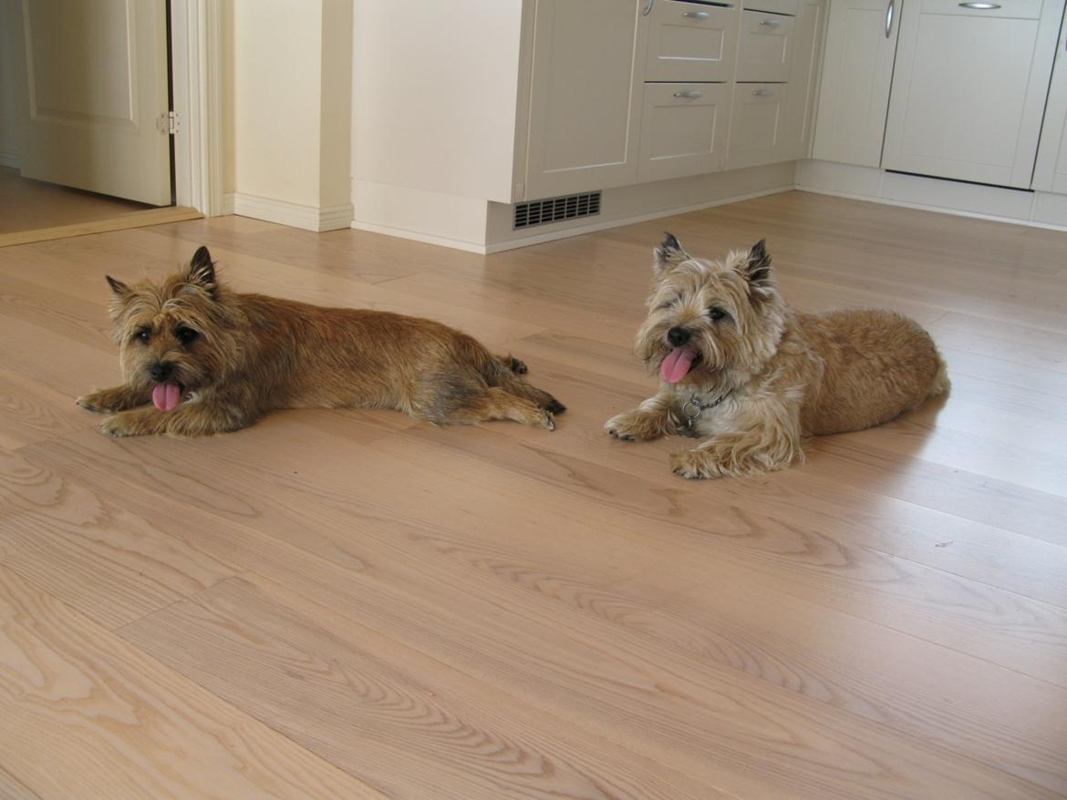 Cairn terrier Buster billede 20