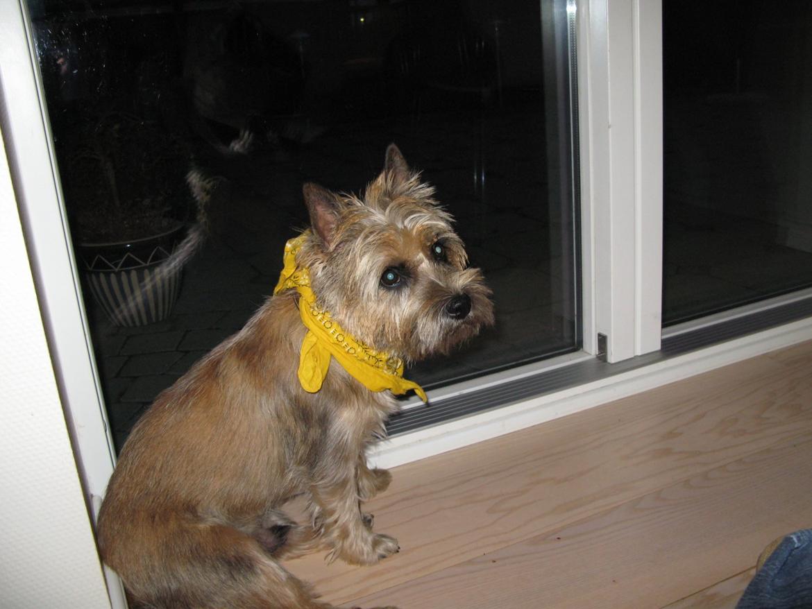 Cairn terrier Buster billede 21