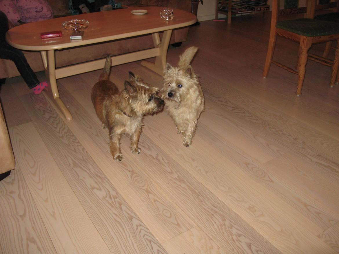 Cairn terrier Buster billede 22