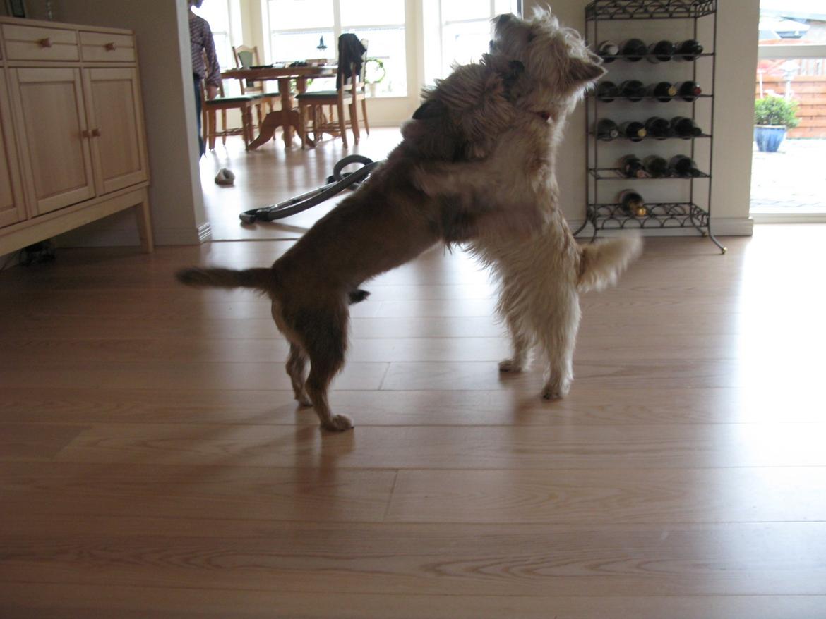 Cairn terrier Buster - skal vi lege? billede 23