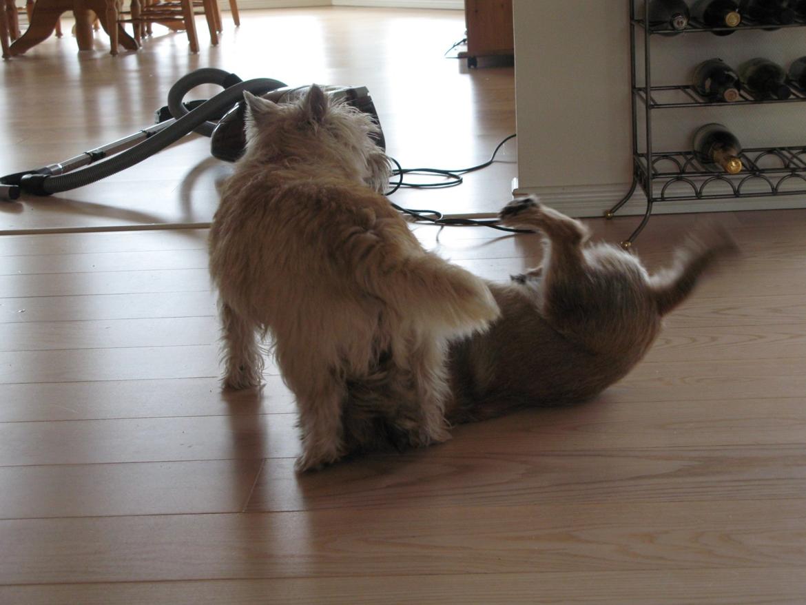 Cairn terrier Buster - WOW hun er stærk:-) billede 24