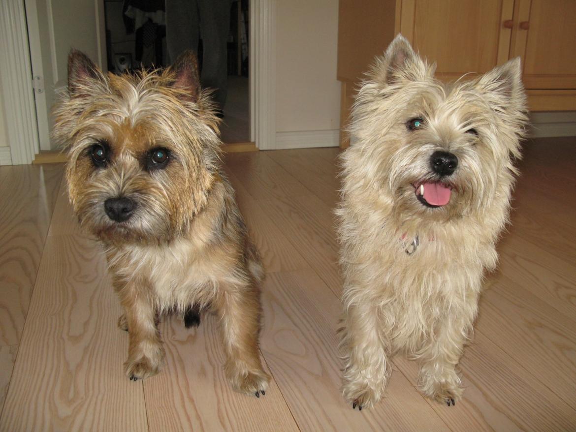 Cairn terrier Buster billede 26