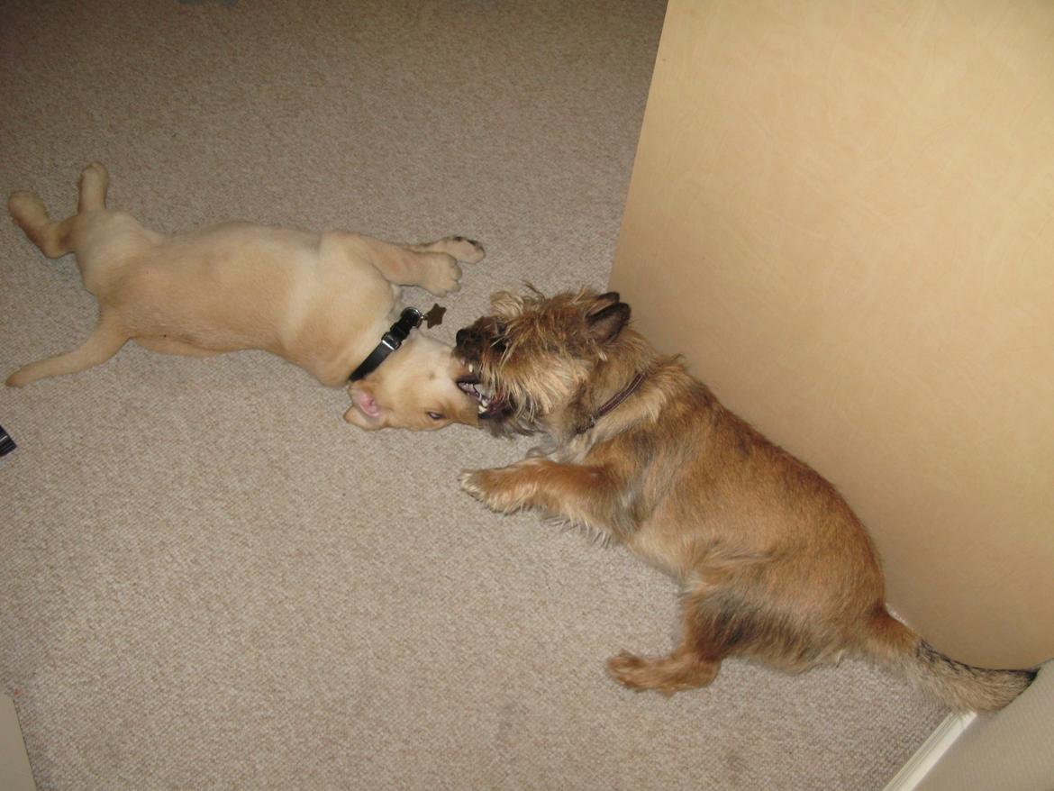 Cairn terrier Buster billede 27
