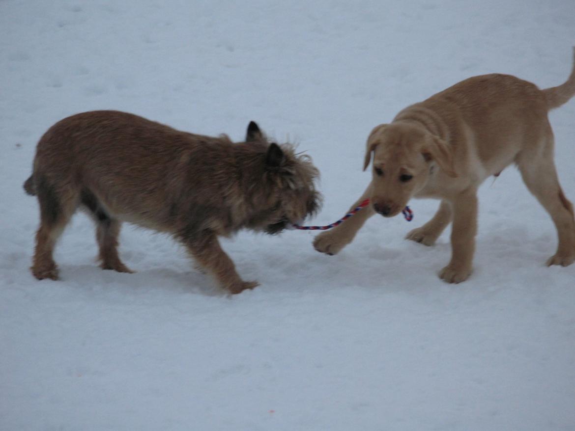 Cairn terrier Buster - tovtrækning med lillebror Bonzo billede 25