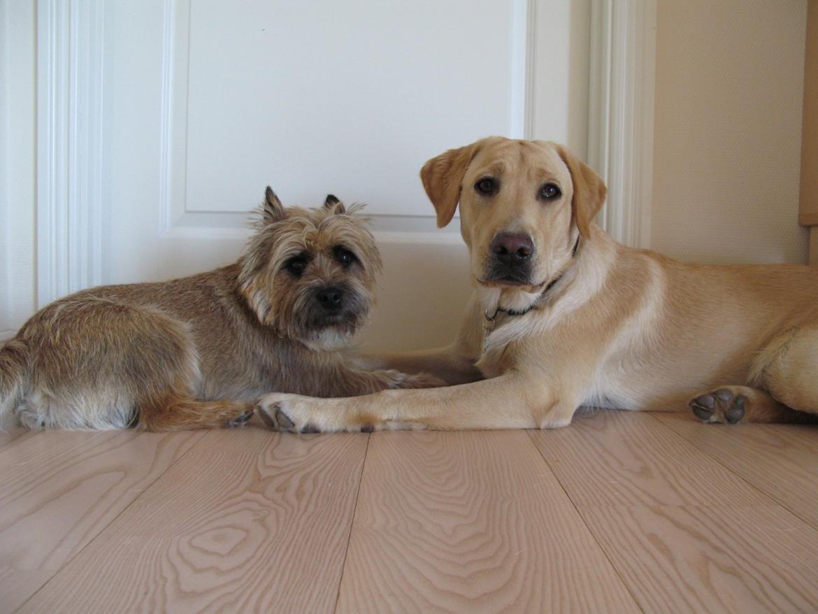Cairn terrier Buster billede 28