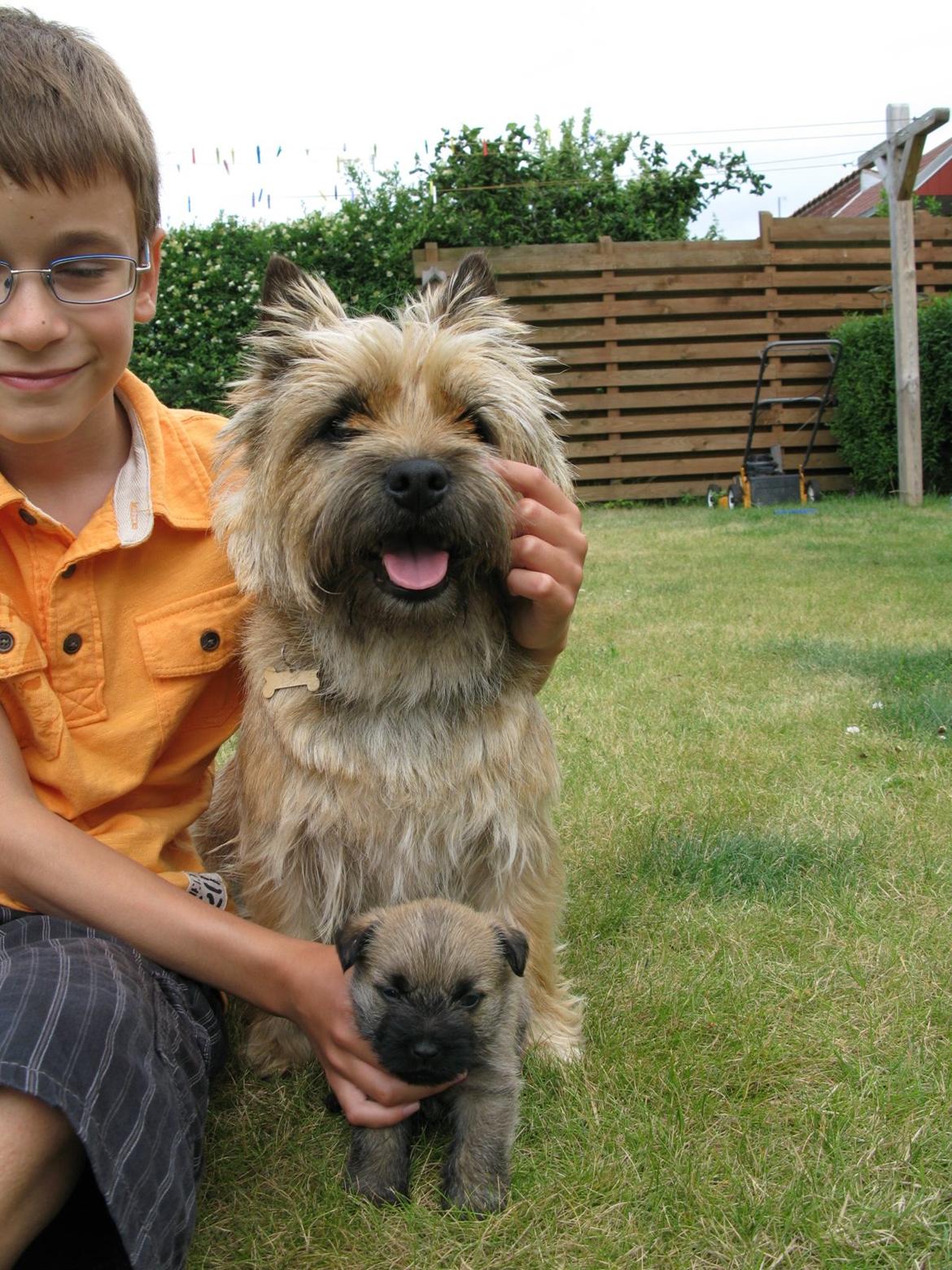 Cairn terrier Buster - Buster med hans hvalp Buster junior billede 29