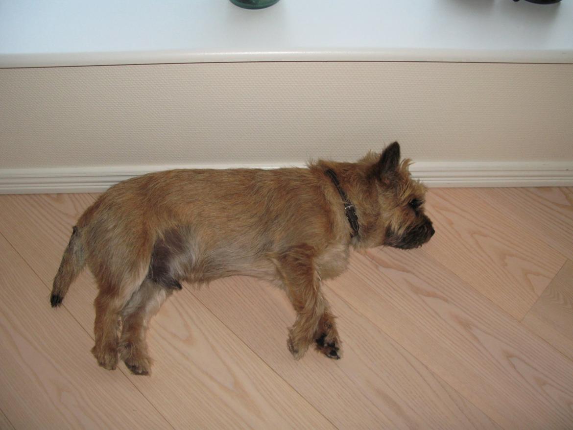 Cairn terrier Buster billede 30