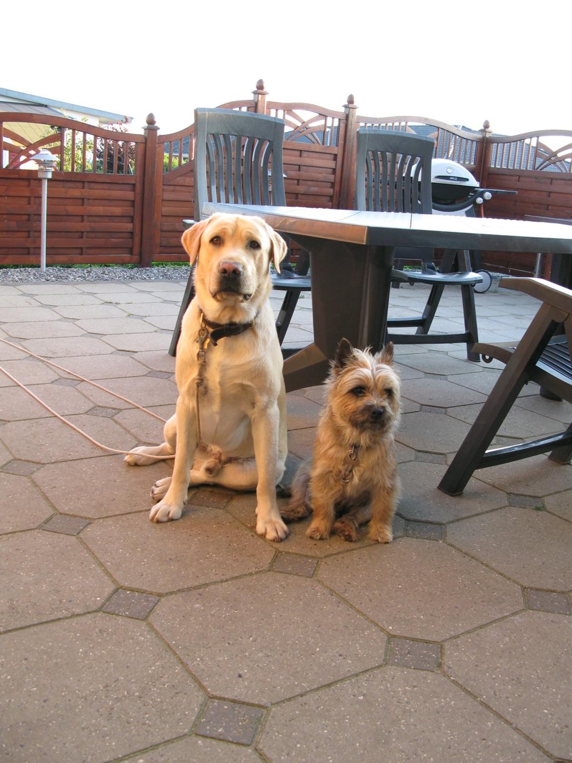 Cairn terrier Buster billede 31