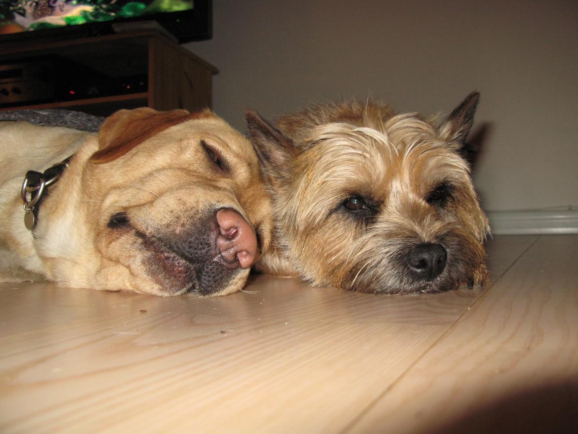 Cairn terrier Buster billede 32
