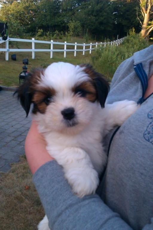 Lhasa apso Alma billede 2