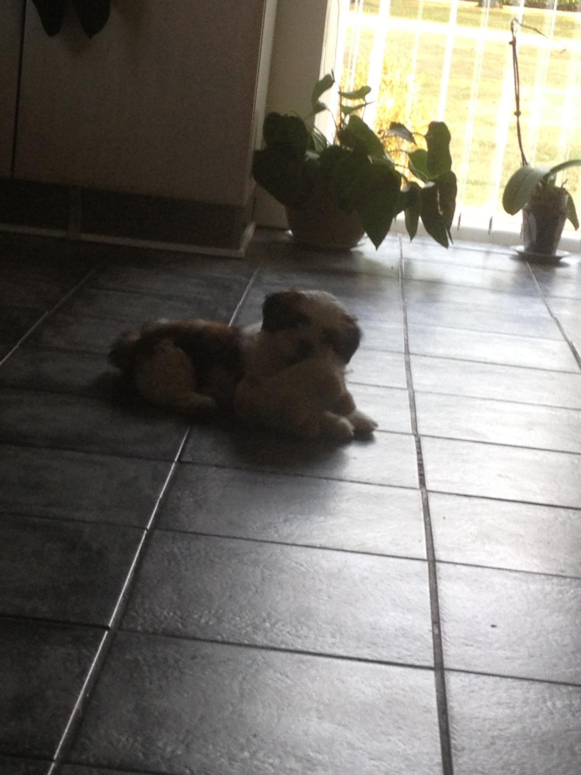 Lhasa apso Alma billede 4