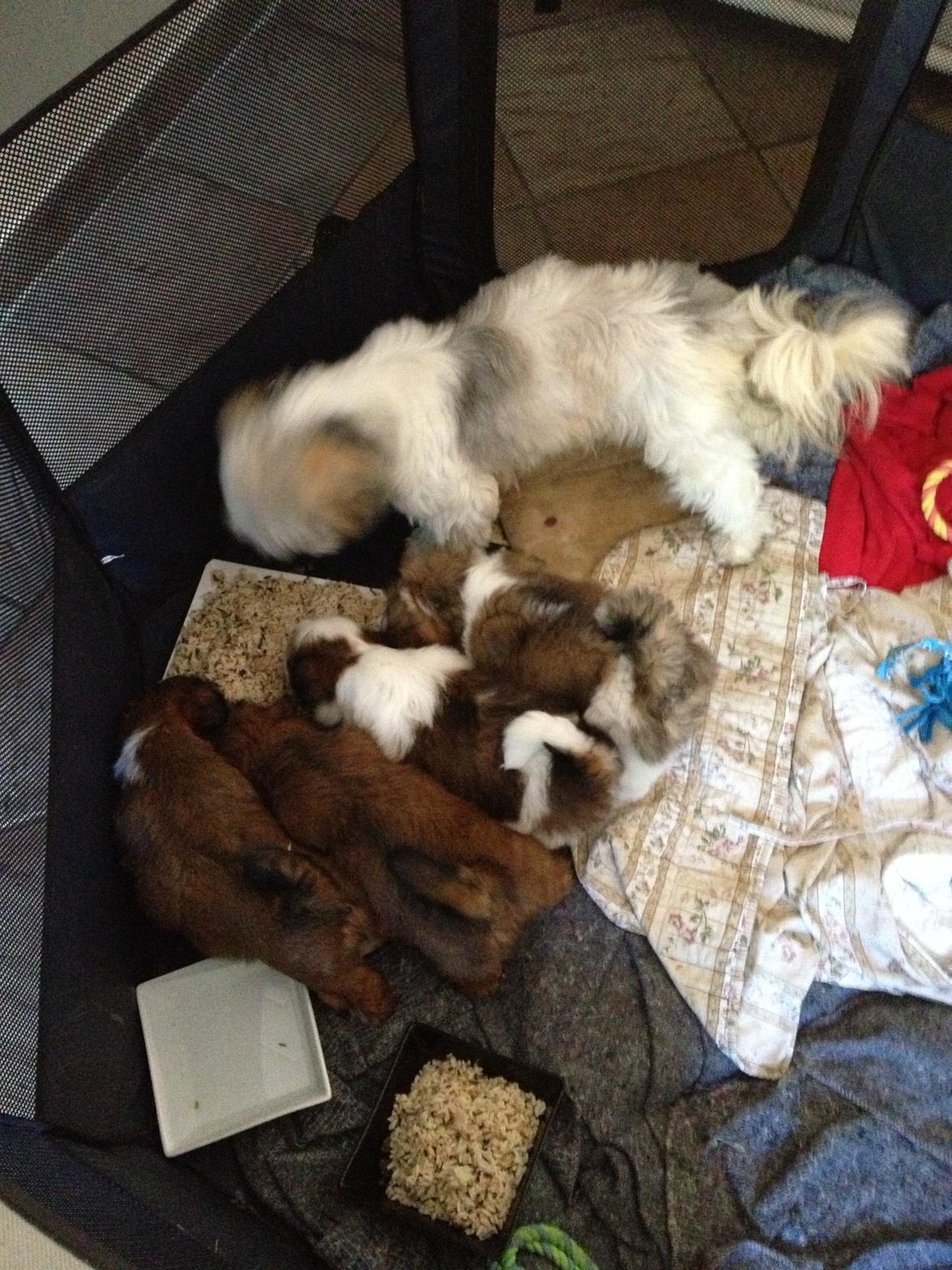 Lhasa apso Alma billede 5