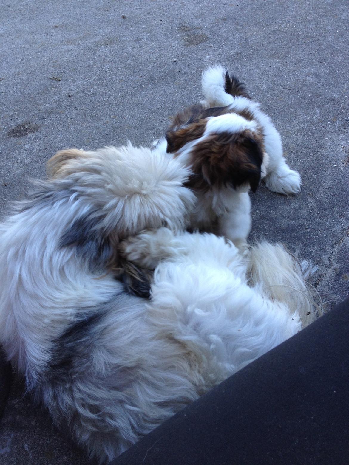 Lhasa apso Alma billede 6