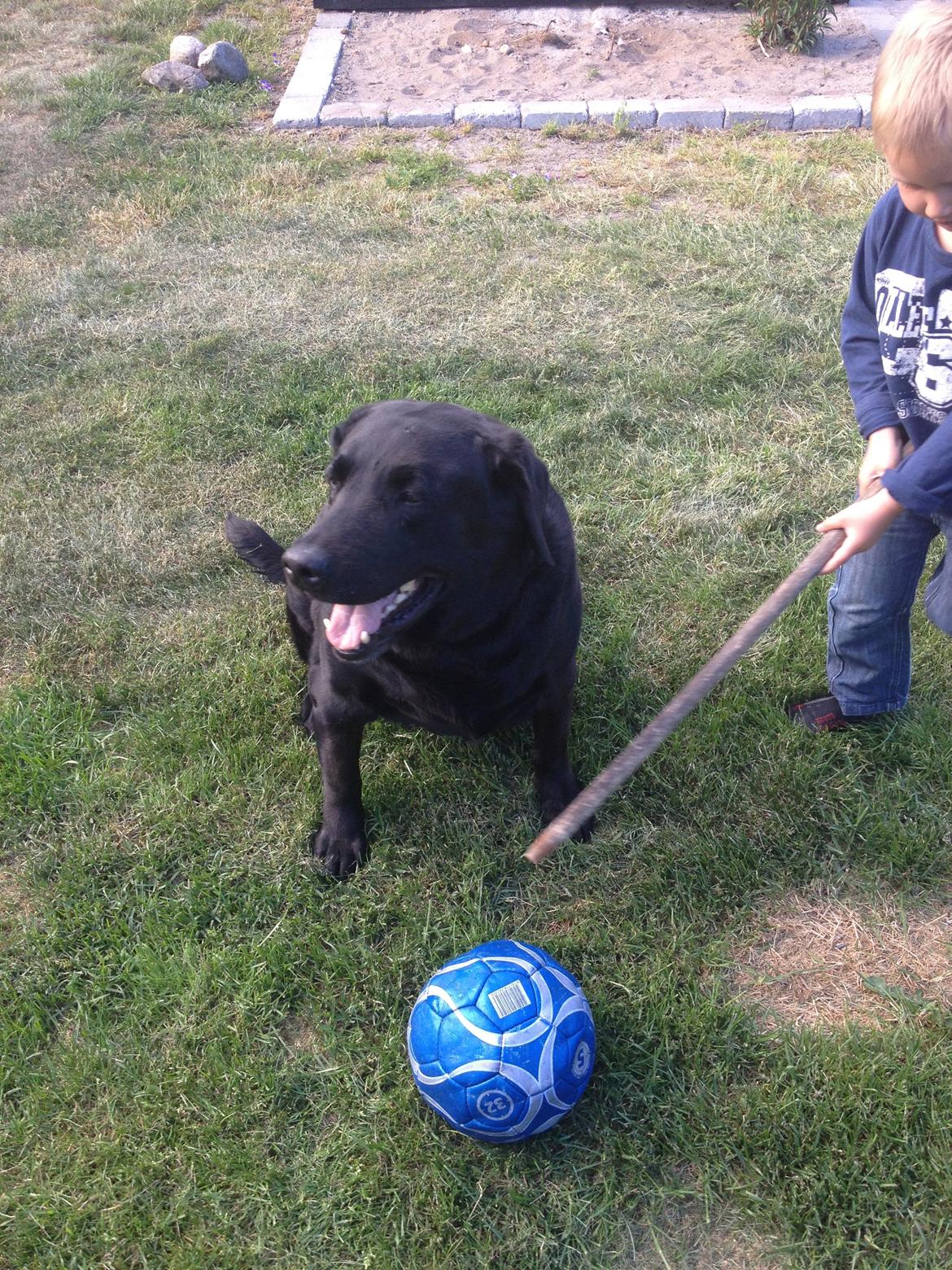 Blanding af racer Sofus billede 1