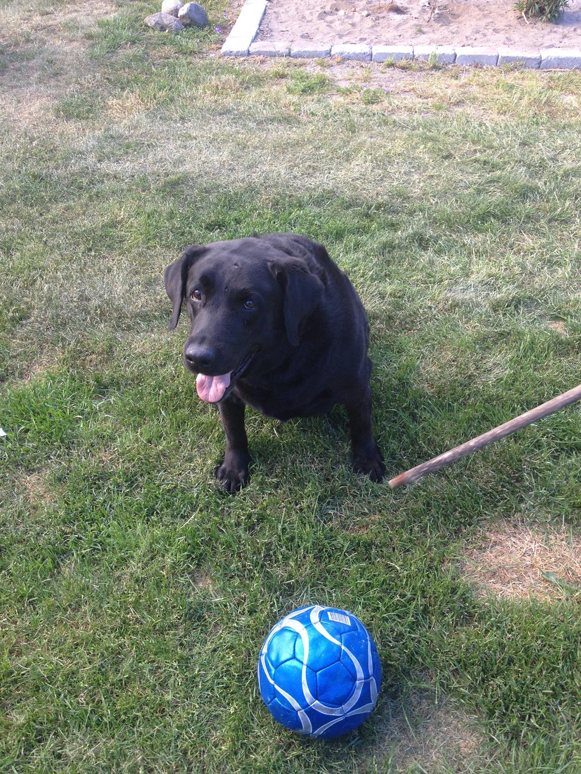 Blanding af racer Sofus billede 2