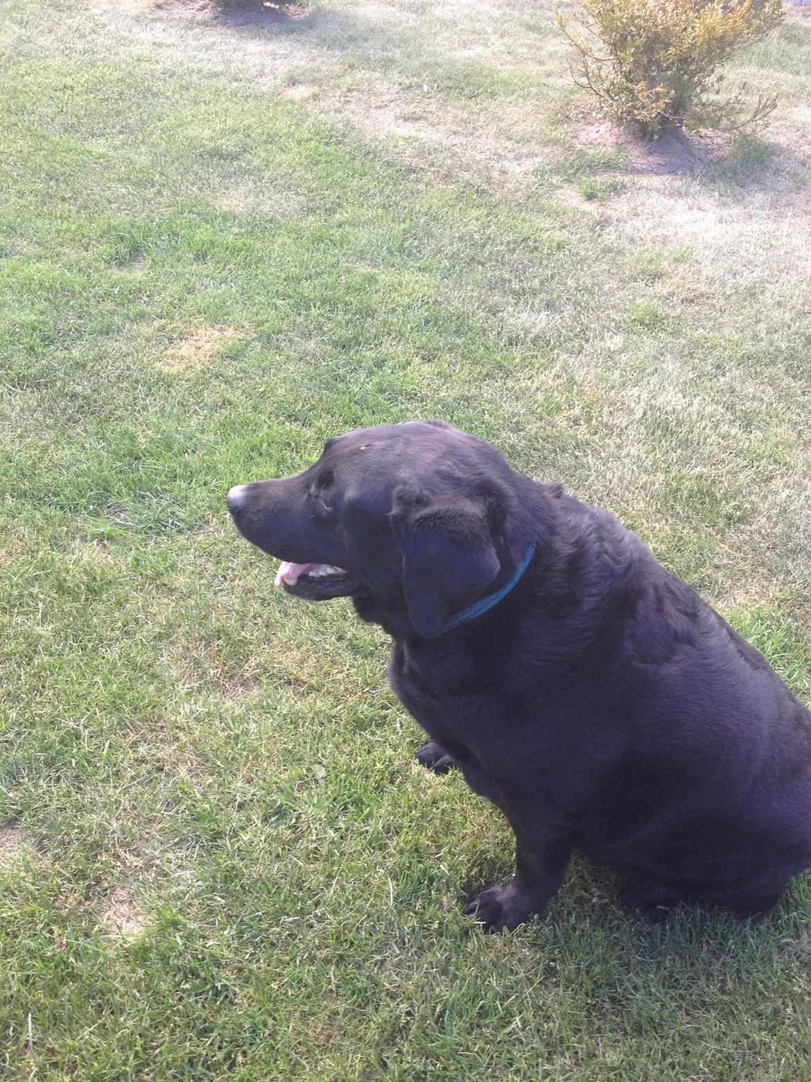 Blanding af racer Sofus billede 3