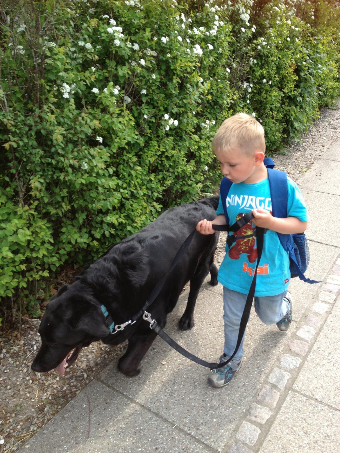 Blanding af racer Sofus billede 4