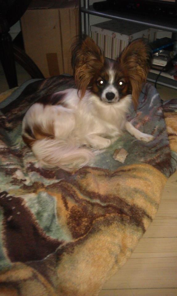 Papillon Ninja  billede 14