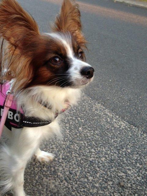 Papillon Ninja  billede 16