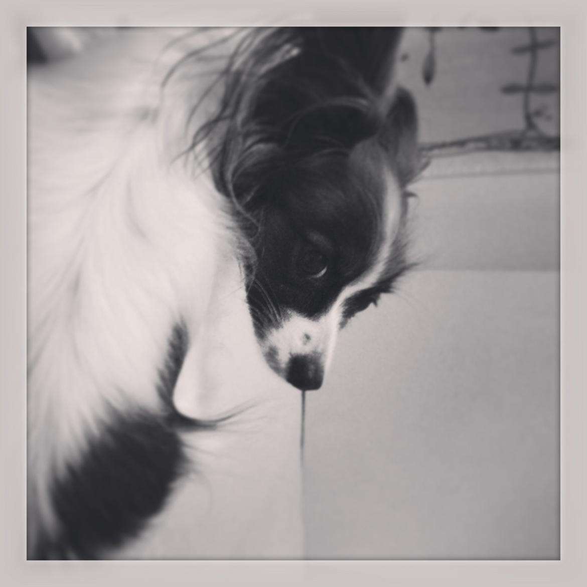 Papillon Ninja  billede 17