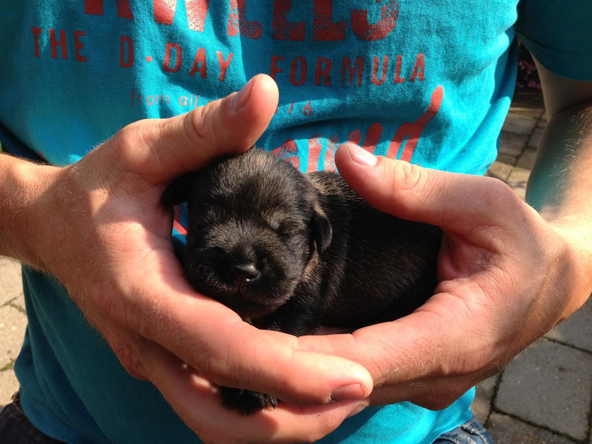 Dvaergschnauzer Anton - Anton 8 dage gammel...første gang vi møder ham... <3  billede 2