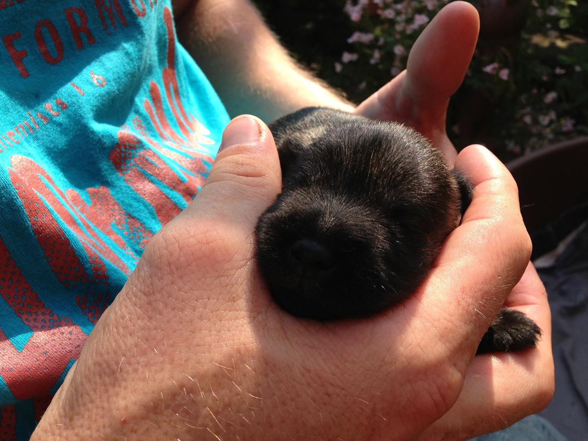 Dvaergschnauzer Anton - Anton 8 dage gammel...første gang vi møder ham... <3  billede 3