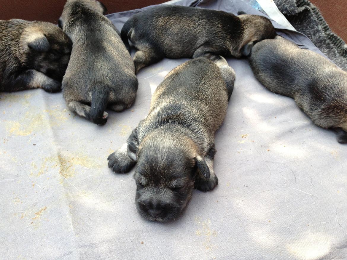 Dvaergschnauzer Anton - Anton 8 dage gammel...første gang vi møder ham... <3  billede 4