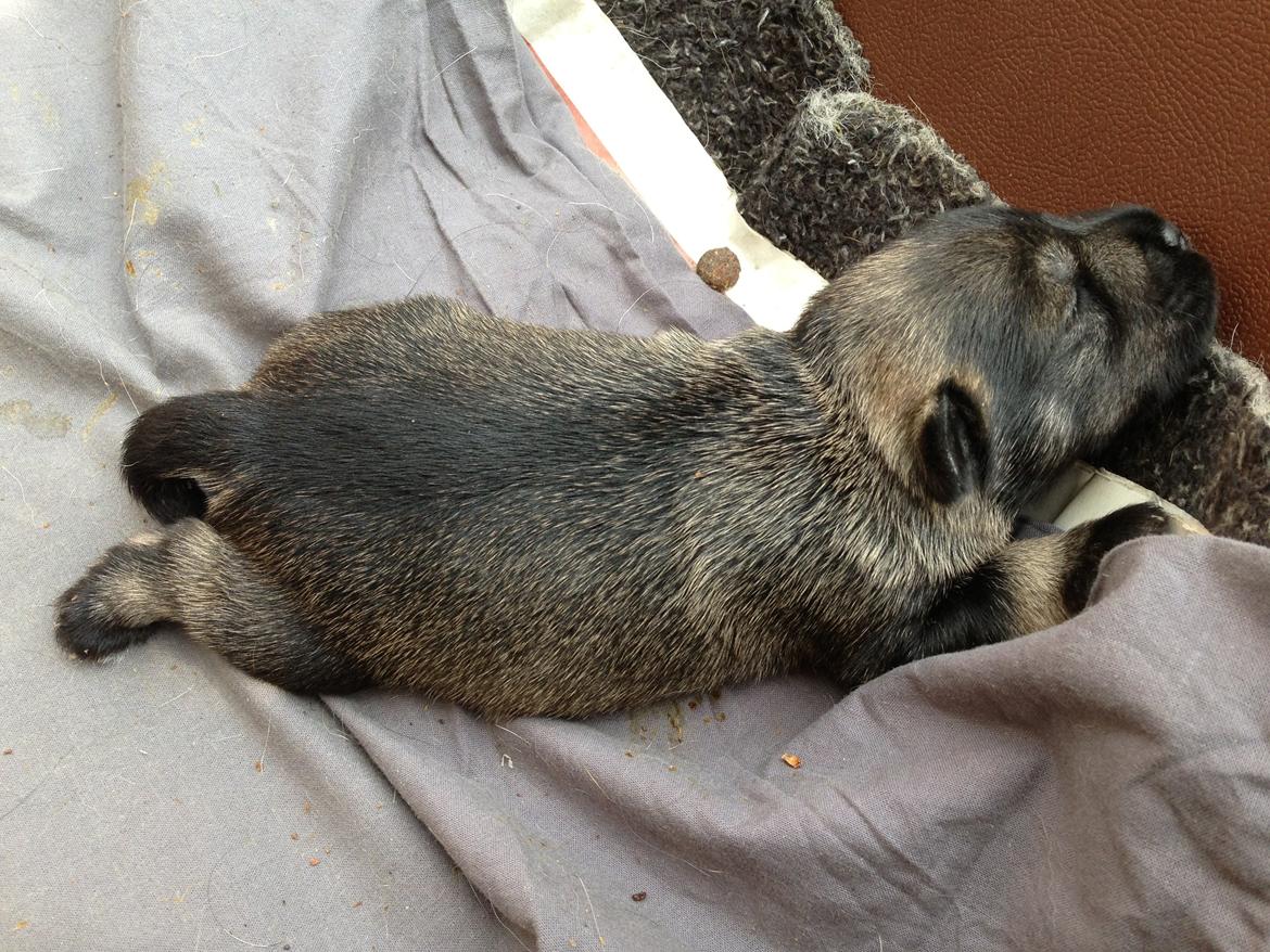 Dvaergschnauzer Anton - Anton 8 dage gammel...første gang vi møder ham... <3  billede 5