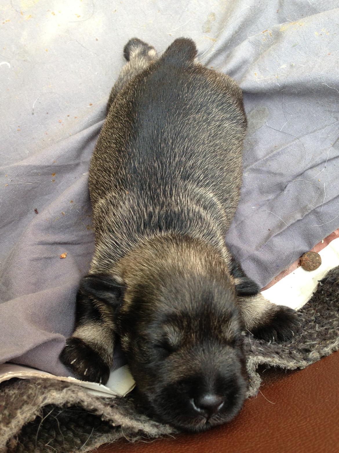 Dvaergschnauzer Anton - Anton 8 dage gammel...første gang vi møder ham... <3  billede 6