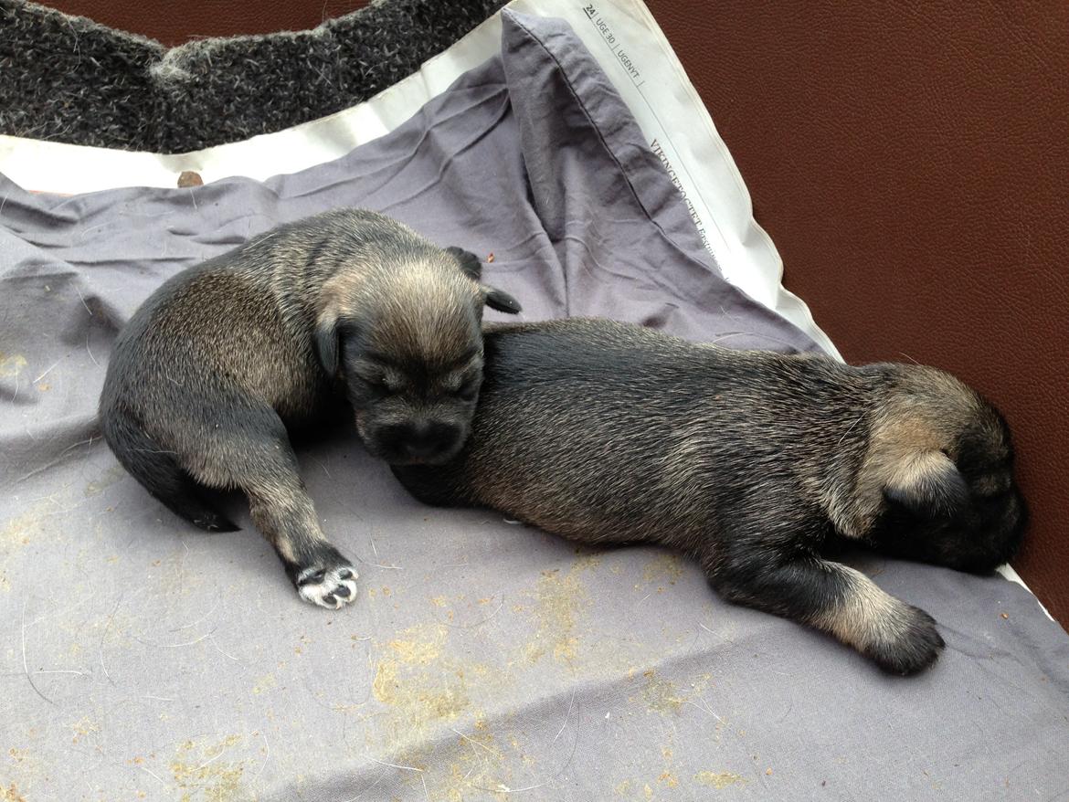 Dvaergschnauzer Anton - Anton og hans søster 8 dage gammel...første gang vi møder ham... <3  billede 7