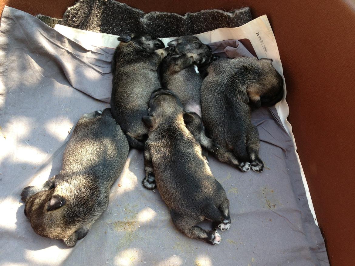 Dvaergschnauzer Anton - Anton og hans søskende 8 dage gammel...første gang vi møder dem... <3  billede 8