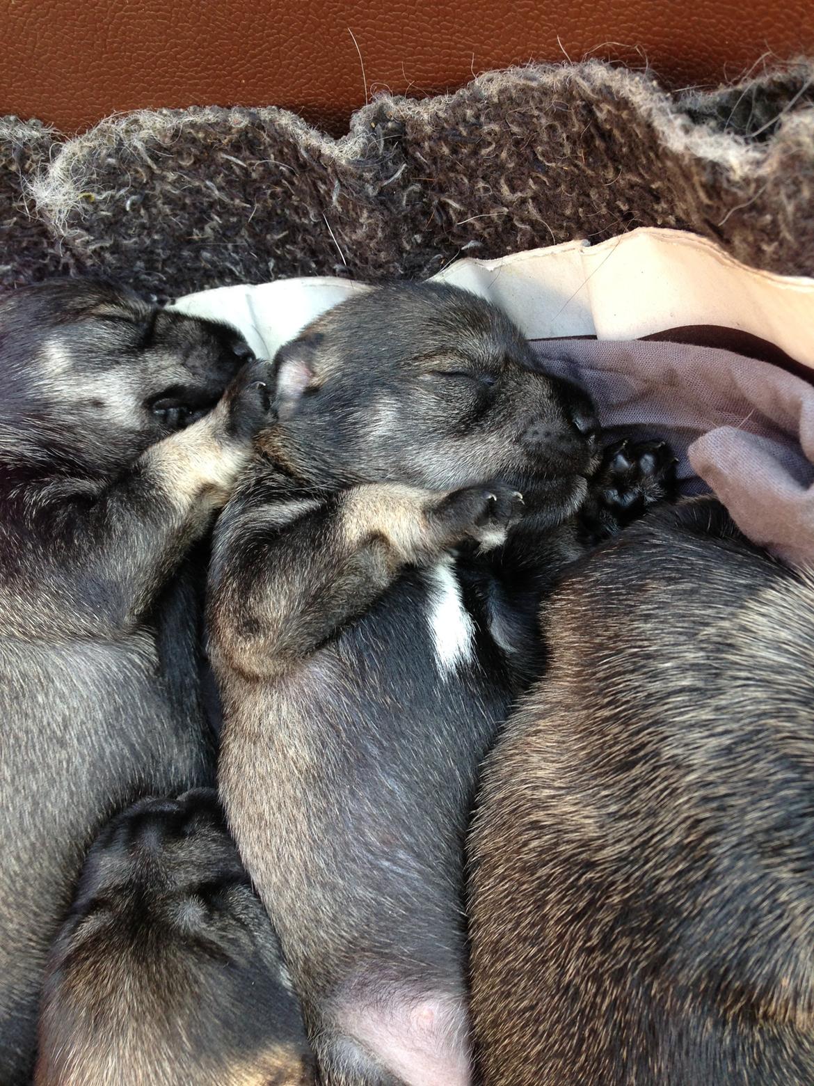 Dvaergschnauzer Anton - Anton og hans søskende 8 dage gammel...første gang vi møder dem... <3  billede 9
