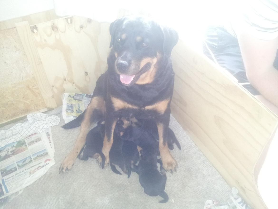 Rottweiler Stella - Mindi's Stella Af Aidt - spisetiiiid :P billede 7
