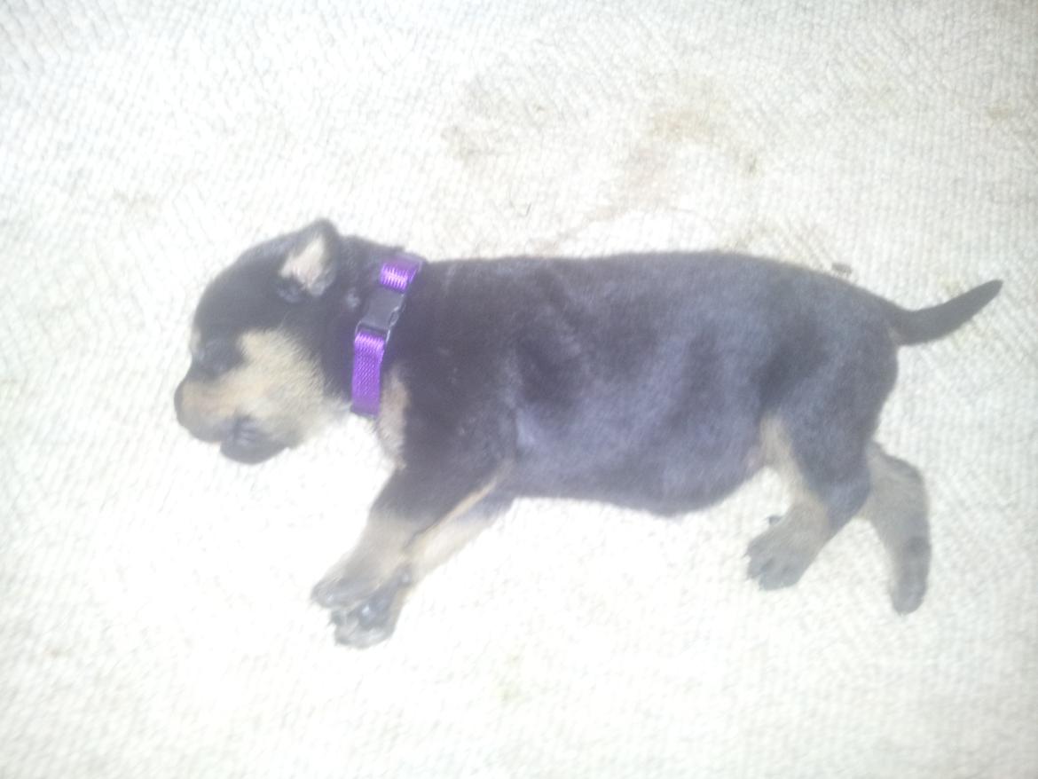 Rottweiler Stella - Mindi's Stella Af Aidt - Bette træt tyksak <3 billede 8