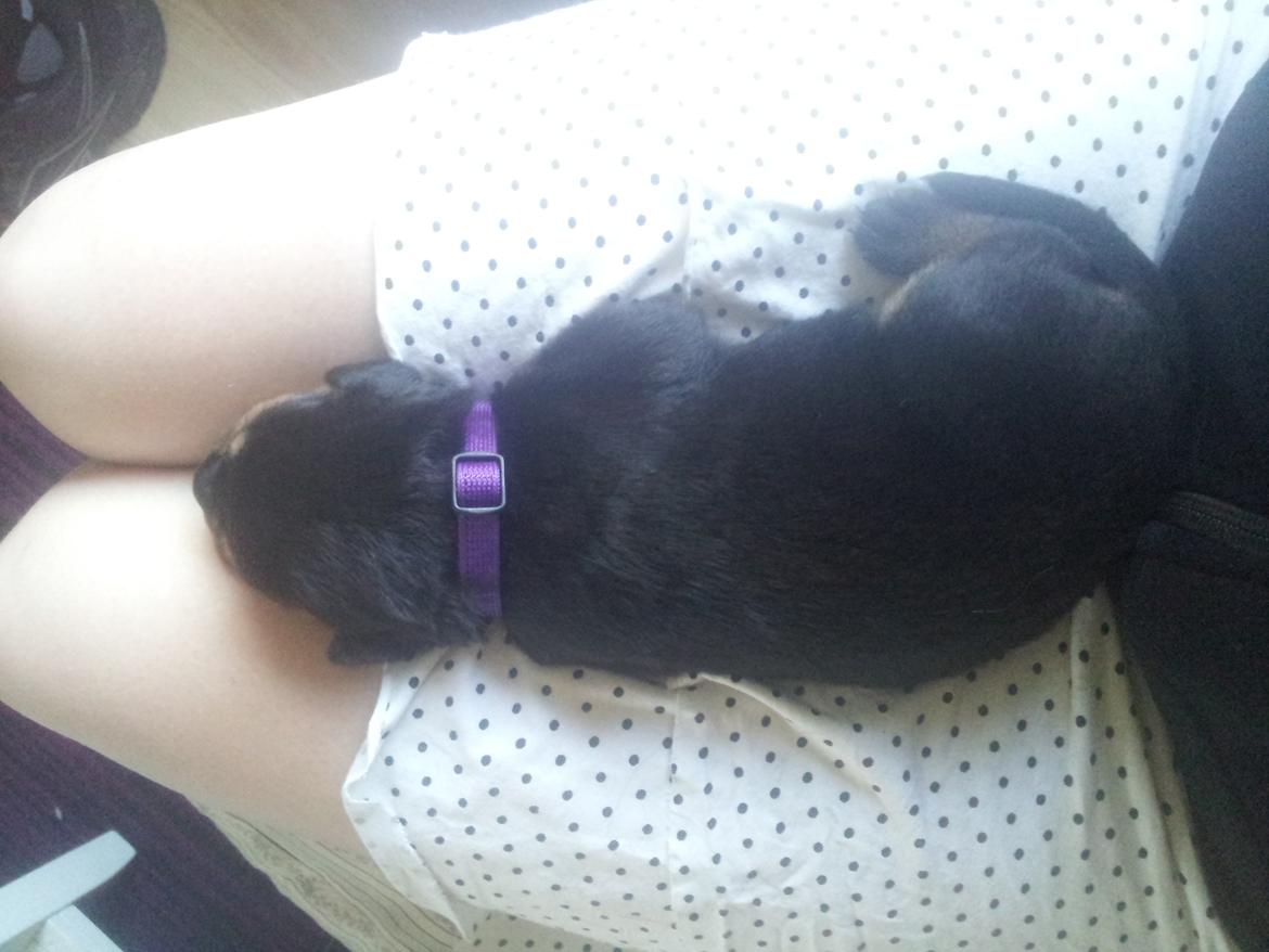 Rottweiler Stella - Mindi's Stella Af Aidt - putter på mors ben :) billede 9