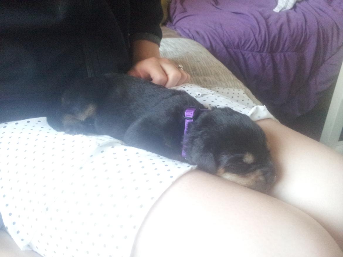 Rottweiler Stella - Mindi's Stella Af Aidt - ihh så hyggeligt :D billede 10