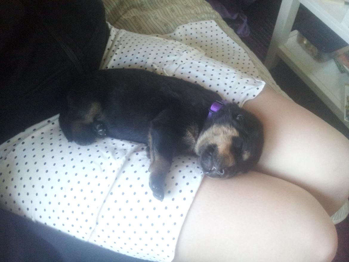 Rottweiler Stella - Mindi's Stella Af Aidt - Meget træt lille Stella! <3 billede 11