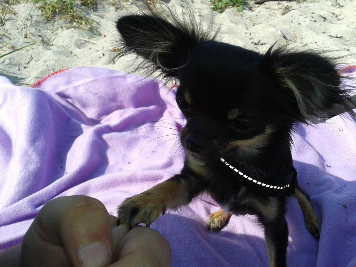 Chihuahua Lucky - Lucky øver "giv pote" på stranden :) billede 25