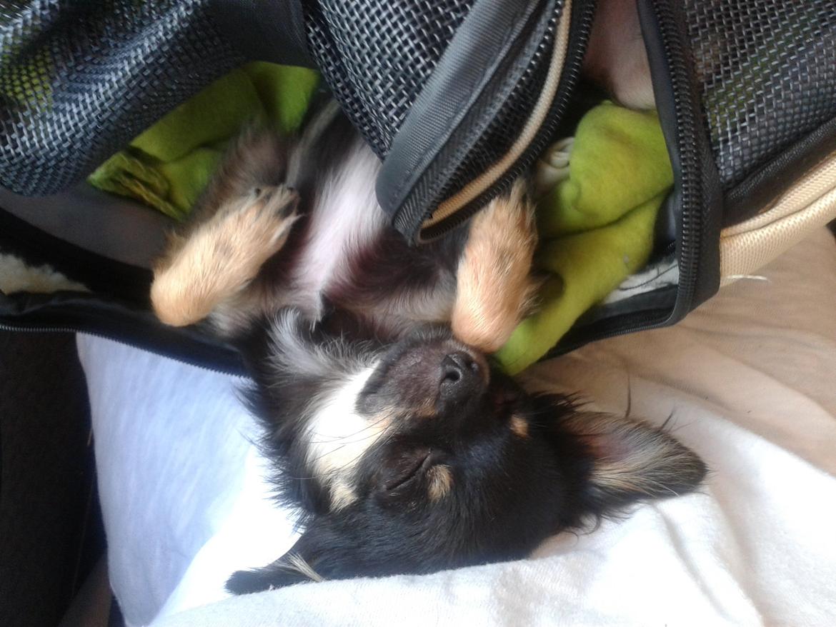 Chihuahua Lucky - Lucky sover undervejs hjem i toget billede 13