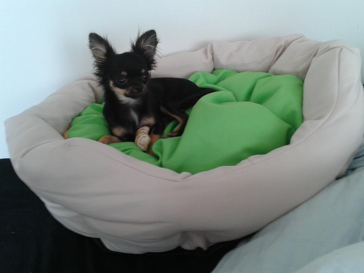 Chihuahua Lucky - Lucky med sin nye hundekurv billede 26