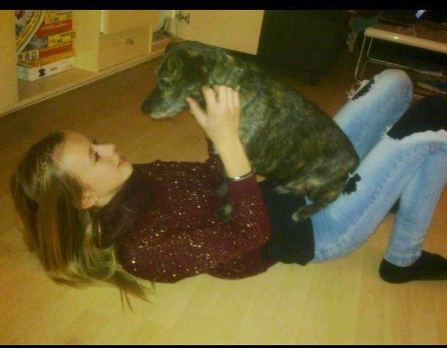 Blanding af racer Buller  billede 1