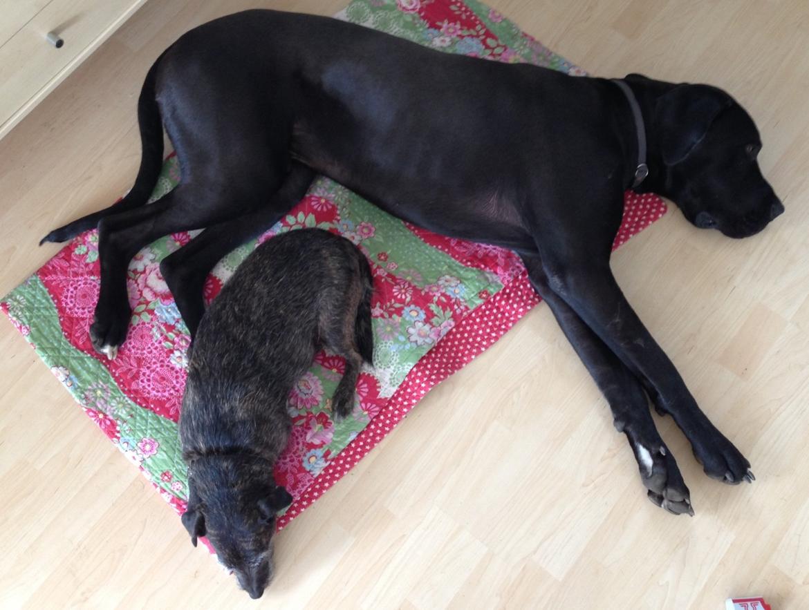 Blanding af racer Buller  billede 2