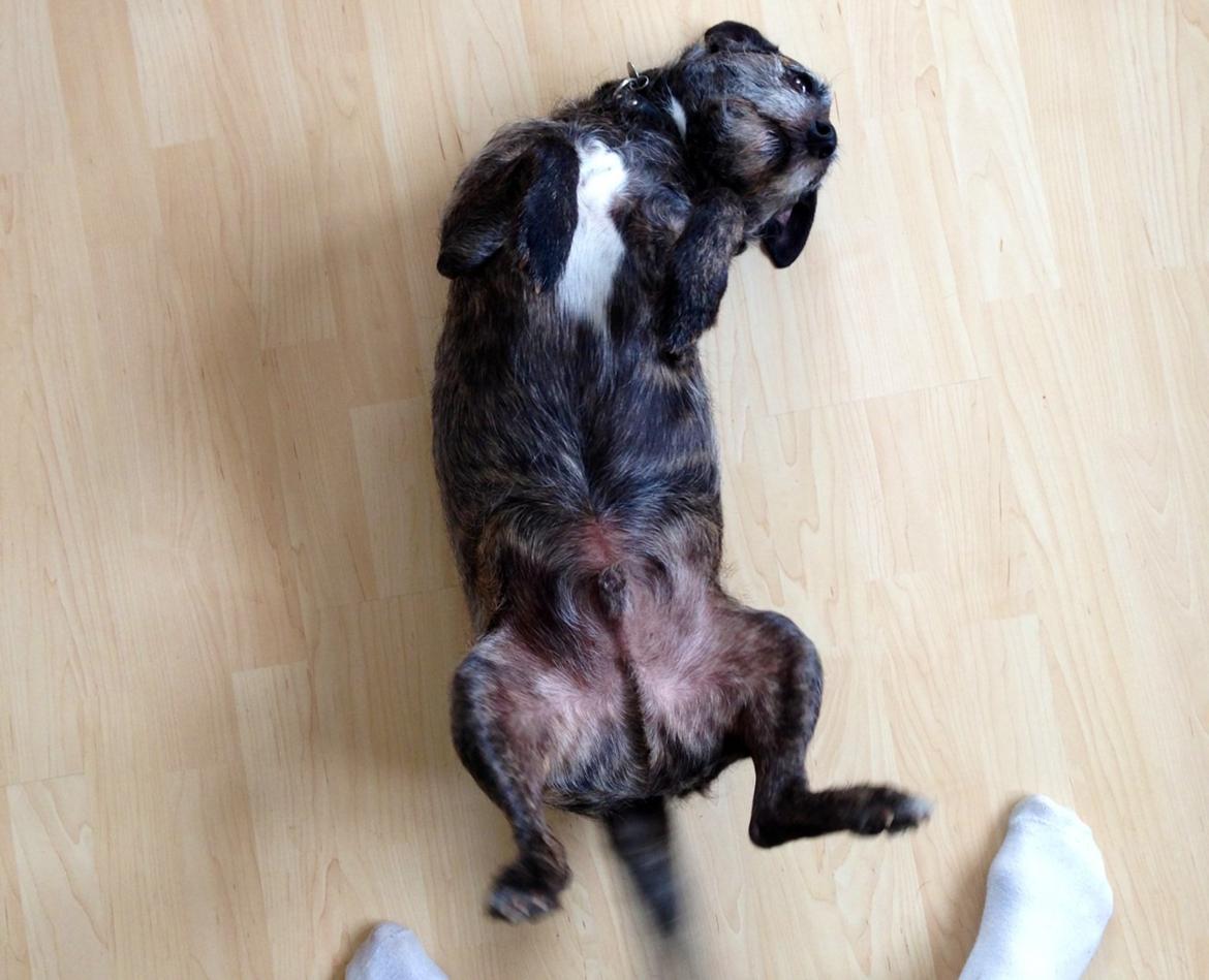 Blanding af racer Buller  billede 3