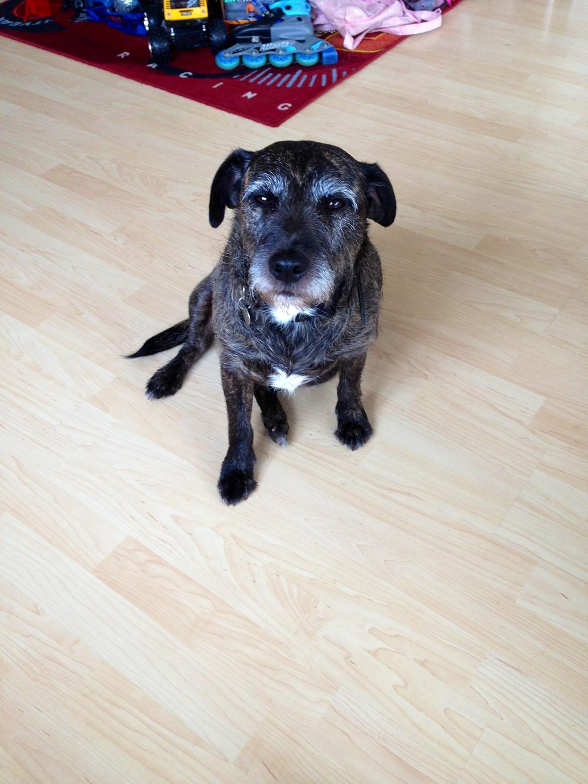 Blanding af racer Buller  billede 4