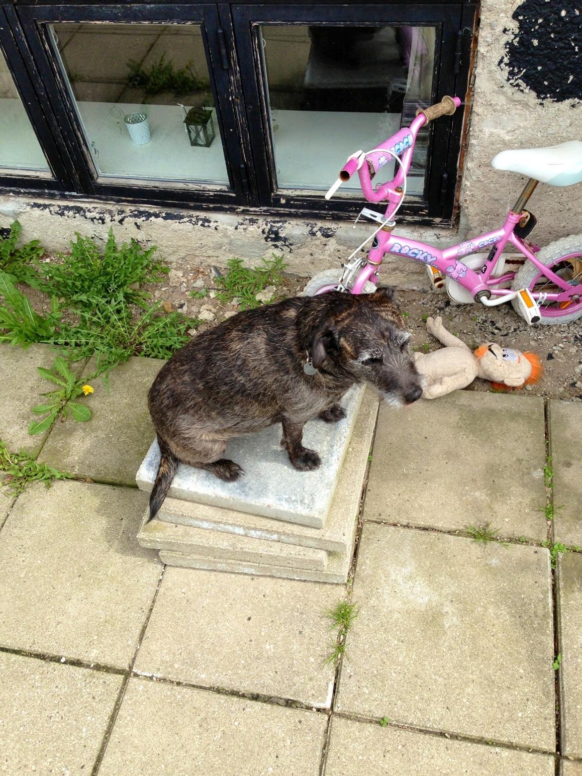 Blanding af racer Buller  billede 5